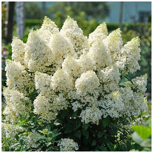 Hydrangea paniculata MAGICAL MATTERHORN (p19) - Bugás hortenzia