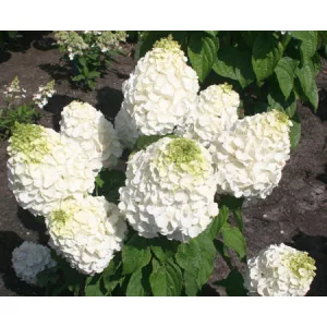   Hydrangea paniculata MAGICAL MONT BLANC (p19) - Bugás hortenzia