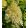 Hydrangea paniculata MAGICAL SUMMER (p19) - Bugás hortenzia