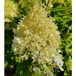 Hydrangea paniculata MAGICAL SUMMER (p19) - Bugás hortenzia