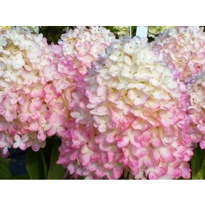   Hydrangea paniculata MAGICAL SWEET SUMMER (p17) - Bugás hortenzia