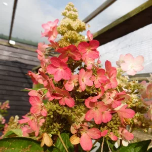   Hydrangea paniculata MAGICAL VESUVIO (p19) - Bugás hortenzia