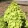 Hydrangea paniculata MOJITO (p17) - Bugás hortenzia