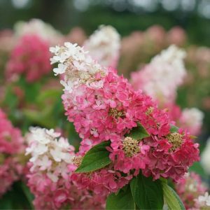 Hydrangea paniculata PINKY WINKY (p19) - Bugás hortenzia