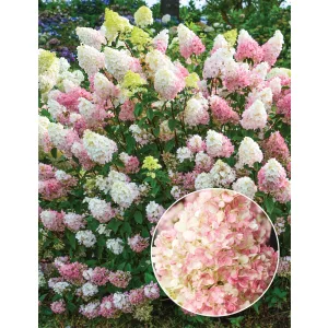 Hydrangea paniculata SUNDAE FRAISE (p17) - Bugás hortenzia