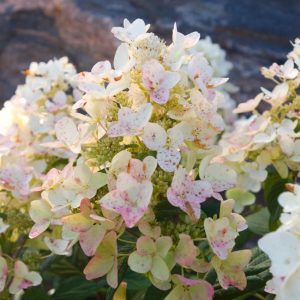 Hydrangea paniculata TICKLED PINK (p19) - Bugás hortenzia
