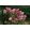 Hydrangea paniculata VANILLE FRAISE (p19) - Bugás hortenzia