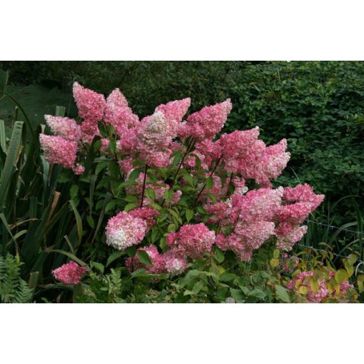 Hydrangea paniculata VANILLE FRAISE (p19) - Bugás hortenzia