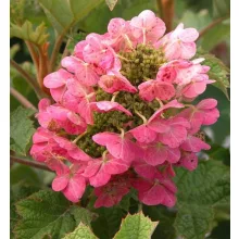 Hydrangea quercifolia Ruby Slippers (p19) - Tölgylevelű hortenzia