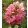 Hydrangea quercifolia Ruby Slippers (p17) - Tölgylevelű hortenzia