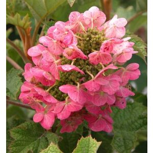   Hydrangea quercifolia Ruby Slippers (p19) - Tölgylevelű hortenzia