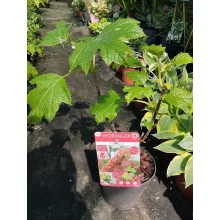Hydrangea quercifolia Ruby Slippers (p19) - Tölgylevelű hortenzia