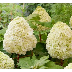Hydrangea quercifolia TARA (p19) - Tölgylevelű hortenzia