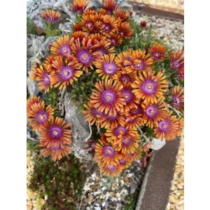 Delosperma Firespinner - Kristályvirág
