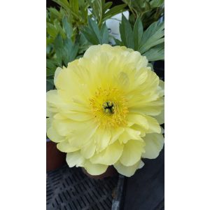 Paeonia ITOH Bartzella - Félfás bazsarózsa