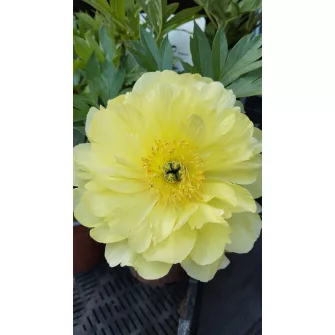 Bazsarózsa (Paeonia)