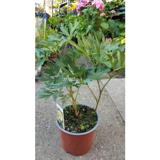 Paeonia ITOH Bartzella - Félfás bazsarózsa