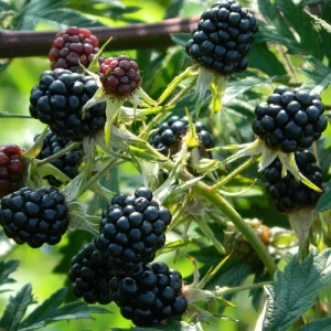   Rubus fruticosus Thornless Evergreen - Tüskétlen örökzöld szeder