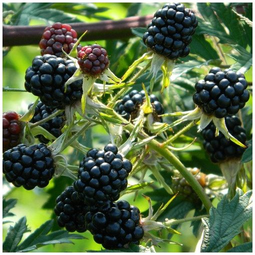 Rubus fruticosus Thornless Evergreen - Tüskétlen örökzöld szeder