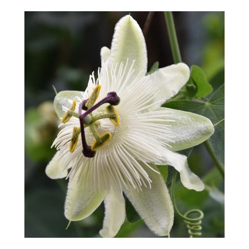 Passiflora White Wedding - Golgotavirág