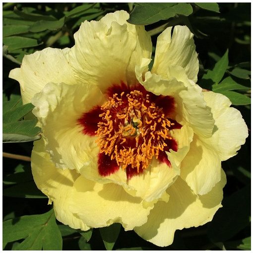 Paeonia suffruticosa Hai Huang - Fás bazsarózsa