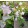 Bougainvillea Sakura (23) - Murvafürt