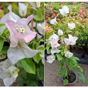 Bougainvillea Sakura (23) - Murvafürt