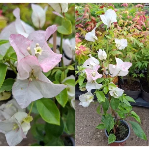 Bougainvillea Sakura (23) - Murvafürt