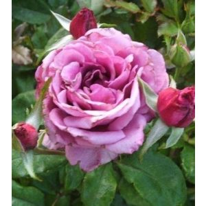 Rosa Blue Angel - Parkrózsa
