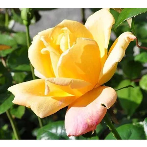 Rosa Sutter's Gold - Futórózsa