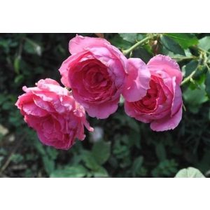 Rosa Parade - Futórózsa