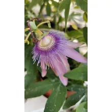 Passiflora Amethyst (Purple Passion) - Golgotavirág
