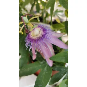 Passiflora Amethyst (Purple Passion) - Golgotavirág