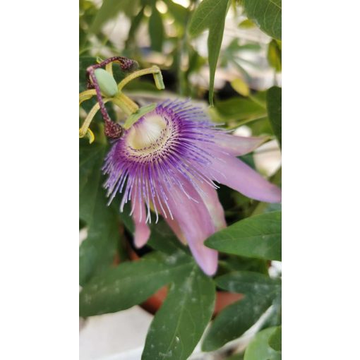 Passiflora Amethyst - Golgotavirág