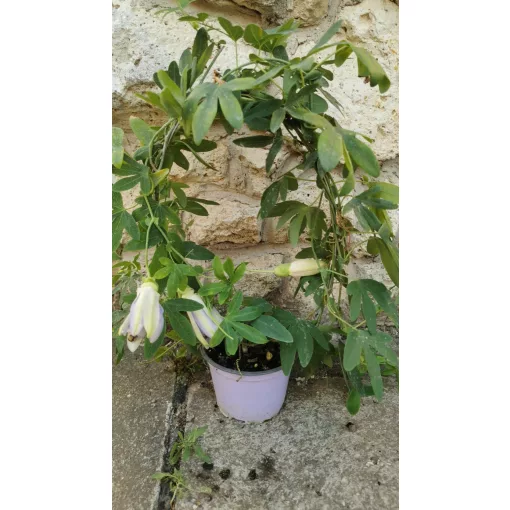 Passiflora Amethyst (Purple Passion) - Golgotavirág