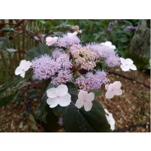 Hydrangea aspera Koki (p17) - Érdeslevelű hortenzia