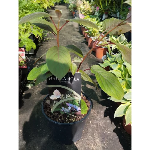 Hydrangea aspera Koki (p17) - Érdeslevelű hortenzia
