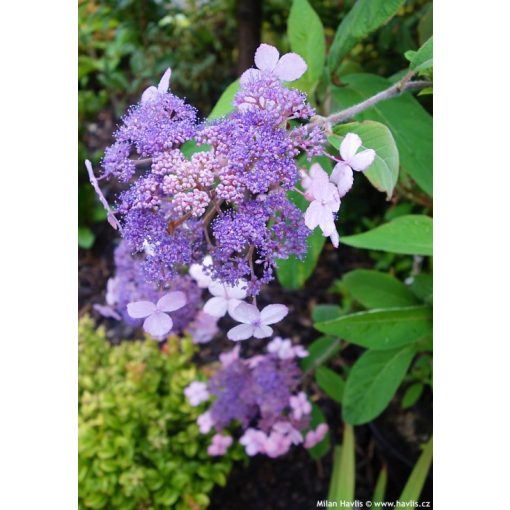 Hydrangea aspera Velvet and Lace (p17) - Érdeslevelű hortenzia