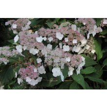 Hydrangea aspera Farrell (p17) - Érdeslevelű hortenzia