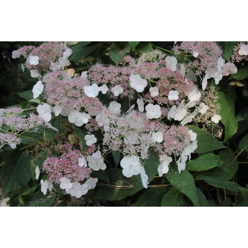 Hydrangea aspera Farrell (p17) - Érdeslevelű hortenzia