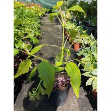 Hydrangea aspera Farrell (p17) - Érdeslevelű hortenzia