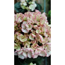 Hydrangea macrophylla Dark Angel Midnight Pearl (p17) - Kerti hortnezia