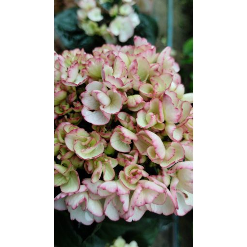 Hydrangea macrophylla Dark Angel Midnight Pearl (p17) - Kerti hortnezia