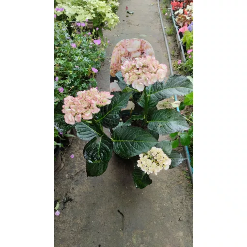 Hydrangea macrophylla Dark Angel Midnight Pearl (p17) - Kerti hortnezia
