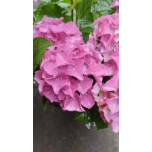 Hydrangea macrophylla ROYALTY COLLECTION LADY MATA HARI Pink (p17) - Kerti hortenzia