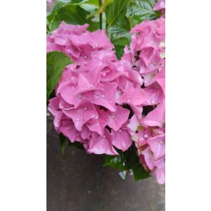   Hydrangea macrophylla ROYALTY COLLECTION LADY MATA HARI Pink (p17) - Kerti hortenzia