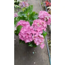 Hydrangea macrophylla ROYALTY COLLECTION LADY MATA HARI Pink (p17) - Kerti hortenzia