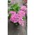   Hydrangea macrophylla ROYALTY COLLECTION LADY MATA HARI Pink (p17) - Kerti hortenzia