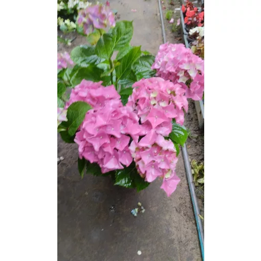 Hydrangea macrophylla ROYALTY COLLECTION LADY MATA HARI Pink (p17) - Kerti hortenzia