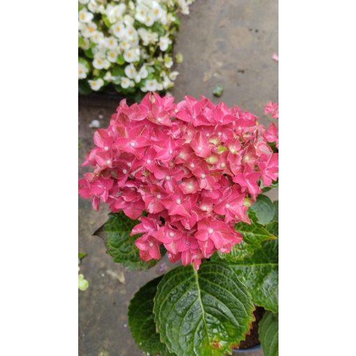 Hydrangea macrophylla ROYALTY COLLECTION Burning Hot (p17) - Kerti hortenzia